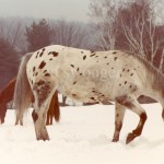 Horses in Snow