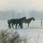 Horses in Snowstorm