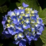 Hydrangea