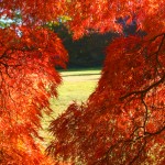 Japanese Maple Detail 1