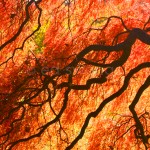 Japanese Maple Detail #3