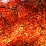 Japanese Maple Detail #4