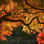 Japanese Maple Detail #9