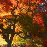 Japanese Maple #2