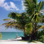 Bushy Beach Palm