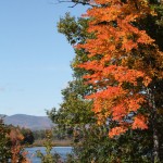 Lake Winnipesaukee Fall Trees #3