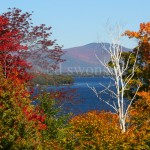 Lake Winnipesaukee Fall Trees #1