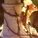Leaves and Column Enhanced