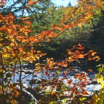 Fall Leaves & Swift River #2