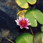 Lotus Flower and Lily Pads Enhanced
