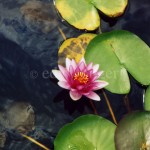 Lotus Flower and Lily Pads