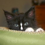 Louie in Cat Bed #1