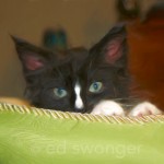 Louie in Cat Bed #1 Enhanced