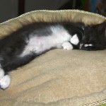 Louie in Cat Bed #2