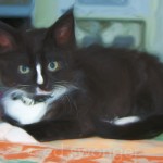 Louie on the Kitchen Counter