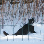 Louie in the Snow