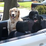 Mack and Buddy in Convertible