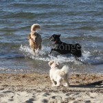 Mack, Buddy and Sonnie at Lake Winnipesaukee
