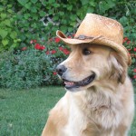 Mack Wearing a Cowboy Hat