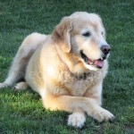 Mack on Lawn with Paws Crossed