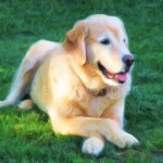 Mack on Lawn with Paws Crossed