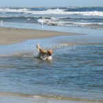 Mack at Lido Beach