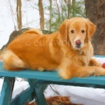 Mack on Picnic Table in Winter Enhanced