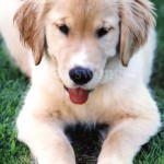Mack's Puppy Face