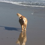 Mack Running on the Beach