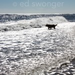 Silhouette of Mack  at the Beach