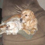Sonnie and Mack on Chaise