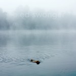 Mack Swimming in Fog