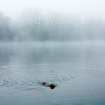 Mack Swimming in Fog