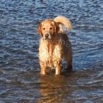 Mack the Golden Retriever Enhanced