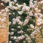Magnolias in Doorway