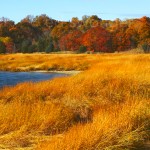 Manhasset Bay Wetlands #1