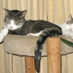 Manny and Jamie Asleep on Cat Tree