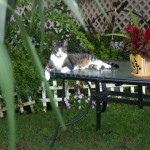 Manny on Garden Table