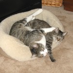 Manny and Tigger in Pet Bed