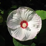 Marshmallow Flower Enhanced