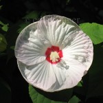 Marshmallow Flower