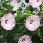 Marshmallow Flowers