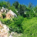 Hill and Cactus