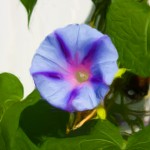 Morning Glory Enhanced