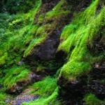 Mossy Rocks, Bushkill Falls