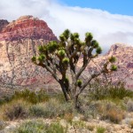 Red Rock Canyon Mountains and Joshua Tree