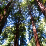 Muir Woods Redwoods