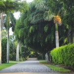 Naples Street with Palms