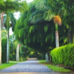 Naples Street Palms - Enhanced