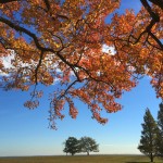 Fall Branch and Twin Trees